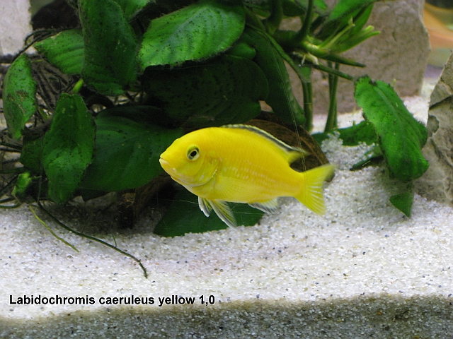 Labidochromis caeruleus yellow 1,0